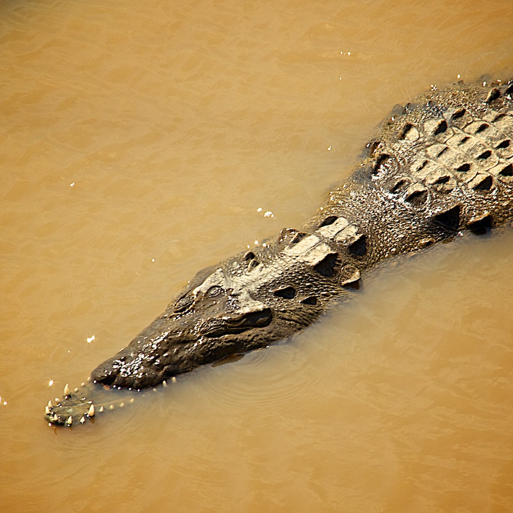 CrocodileBridge_3__MG_9490